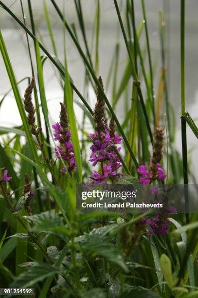 loosestrife (lythrum) 2 - loosestrife stock pictures, royalty-free photos & images