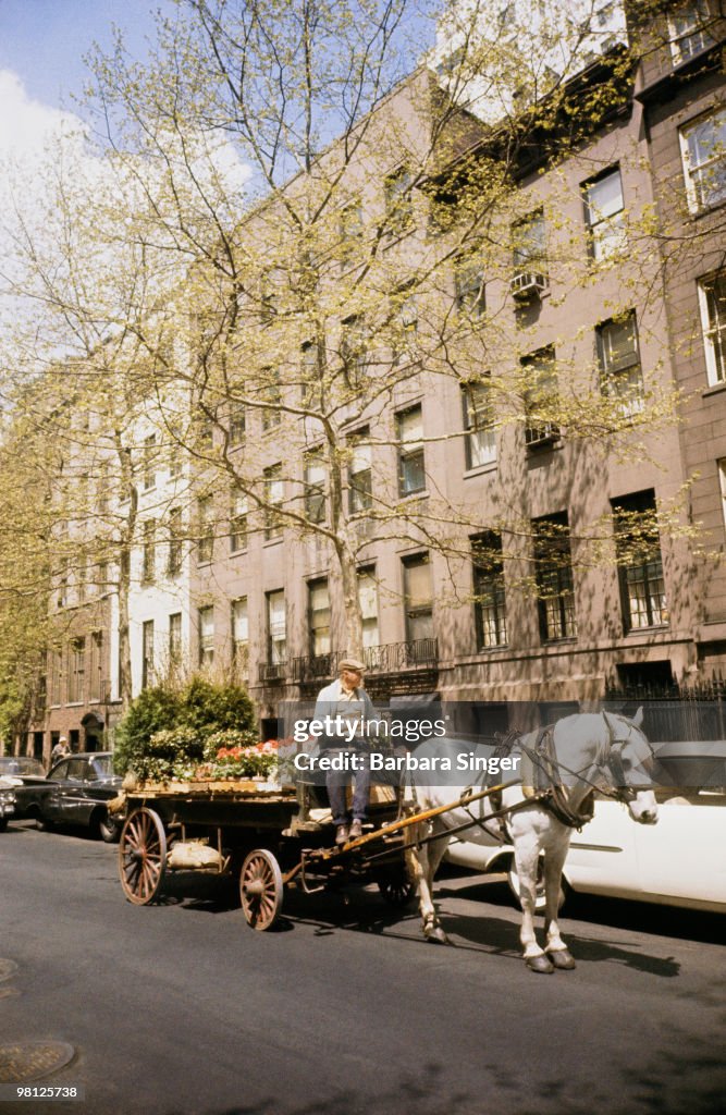 Man with flowers in horse carriage