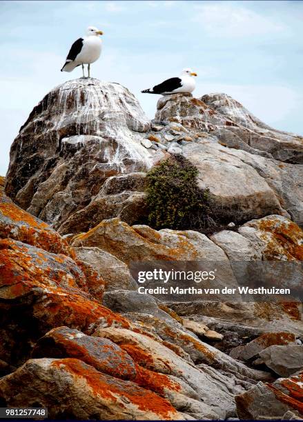 Higher Perch 3,751 High Perch Stock Photos, High-Res Pictures, and Images - Getty Images