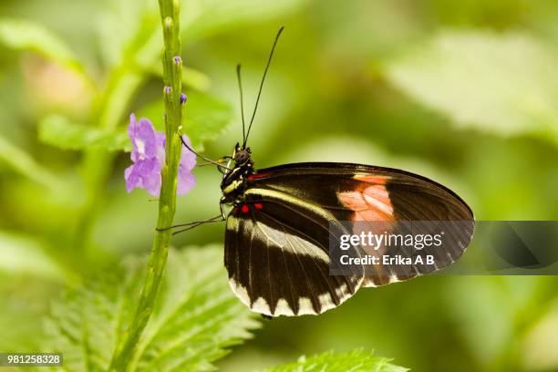 holding on.... - erika klein stockfoto's en -beelden