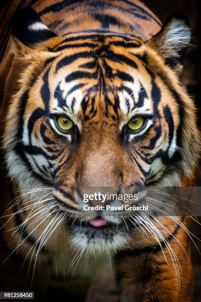 tiger, prague zoo - prague zoo stock pictures, royalty-free photos & images