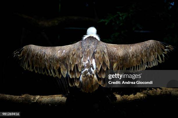 back view of himalayan griffon vulture (gyps himalayensis) with spread wings - spread wings stockfoto's en -beelden