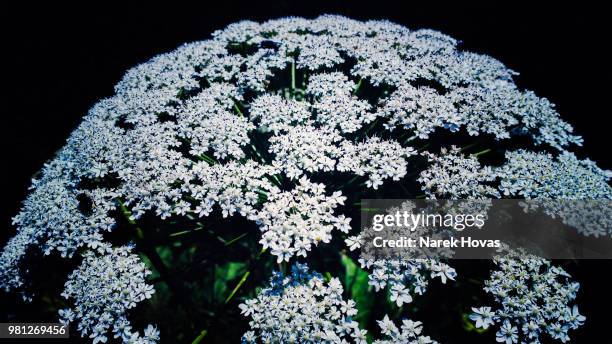 every flower is a soul blossoming in nature! - chrysanthemum parthenium stock pictures, royalty-free photos & images