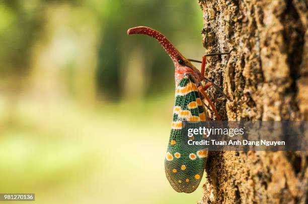 close-up of lantern bug (pyrops candelaria) on bark - nguyen tuan anh stock pictures, royalty-free photos & images