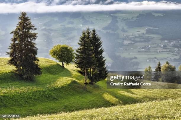 rural landscape with trees, south tyrol, italy - raffaele corte stock-fotos und bilder