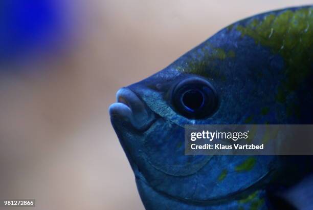 539 Blue Fish Aquarium Stock Photos, High-Res Pictures, and Images ...