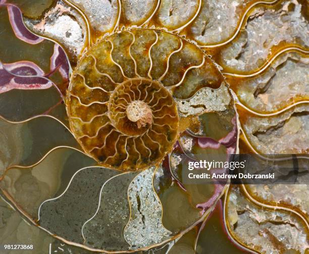 ammolite - cephalopod stockfoto's en -beelden