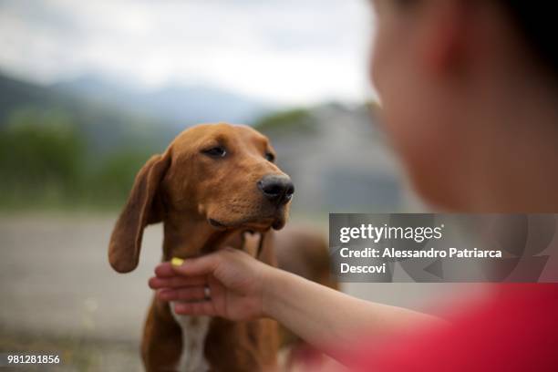 cane da caccia - hound stock pictures, royalty-free photos & images