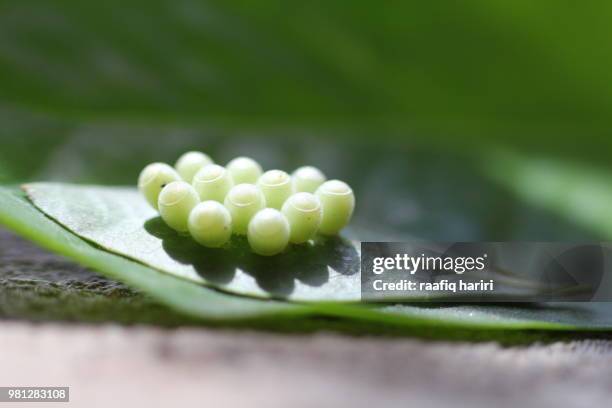 egg unknown - hariri stock pictures, royalty-free photos & images