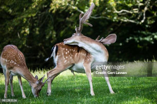 Fallow Discing 276 Fallow Deers Stock Photos, High-Res Pictures, and Images - Getty Images
