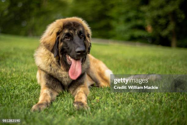 duke - leonberger stock pictures, royalty-free photos & images