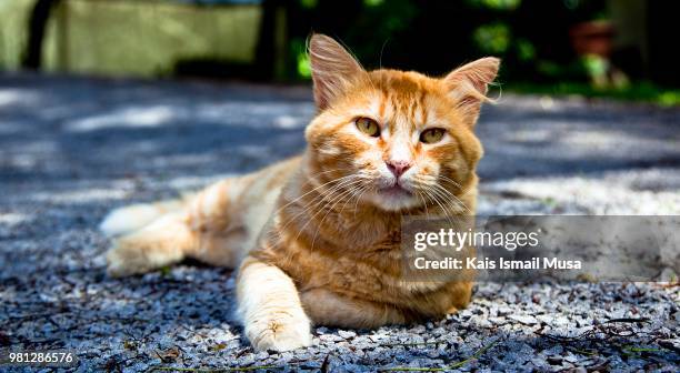 gato tigrado amarelo - amarelo fotografías e imágenes de stock