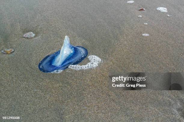 Sea Raft Fish Velella Sea Raft High-Res Stock Photo - Getty Images