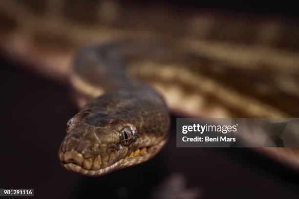 vicious eyes - water snake stock pictures, royalty-free photos & images