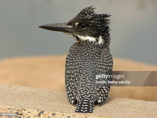 giant kingfisher - pied kingfisher ceryle rudis stock pictures, royalty-free photos & images