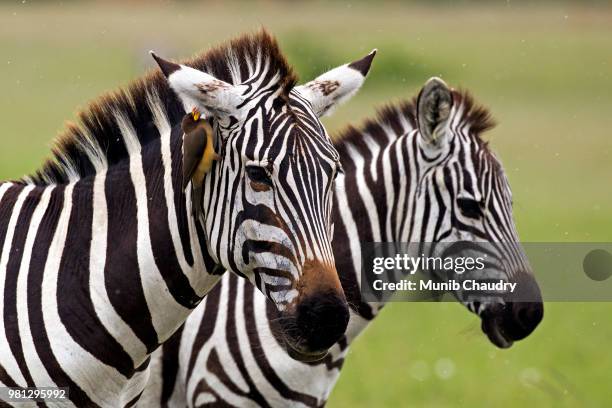 red-billed oxpecker (buphagus erythrorhynchus) on zebra (hippo tigris), maasai mara national reserve, narok county, kenya - picoteador de pico rojo fotografías e imágenes de stock