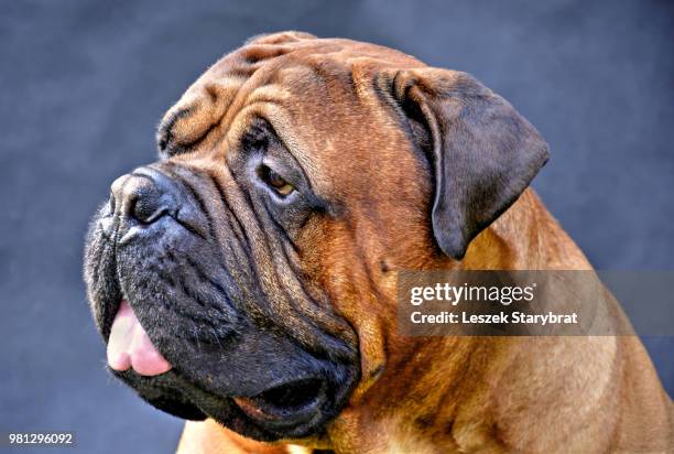 pure bred bullmastiff dog portrait close-up on dark background - bull mastiff stock-fotos und bilder