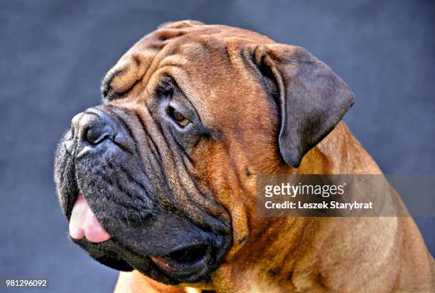 pure bred bullmastiff dog portrait close-up on dark background - pure bred dog - fotografias e filmes do acervo