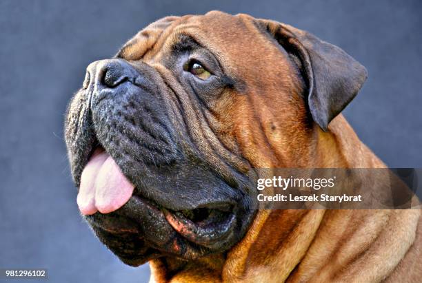 pure bred bullmastiff dog portrait close-up on dark background - pure bred dog - fotografias e filmes do acervo