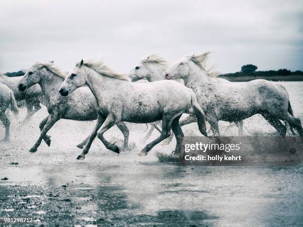 herd of camargue horses running through water, france - chevaux sauvages photos et images de collection