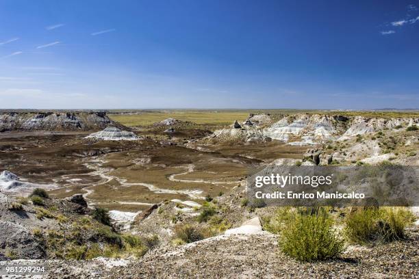 petrified forest - maniscalco stock pictures, royalty-free photos & images