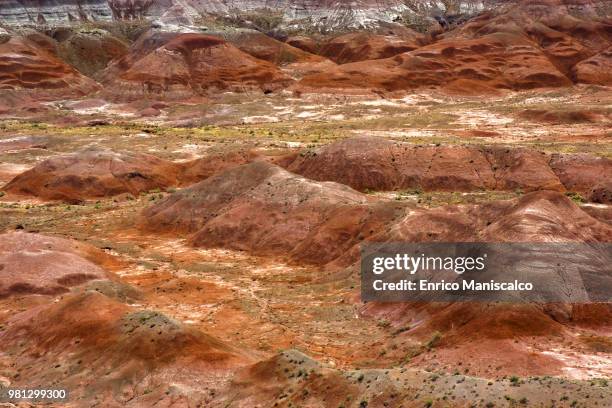 petrified forest - maniscalco stock pictures, royalty-free photos & images