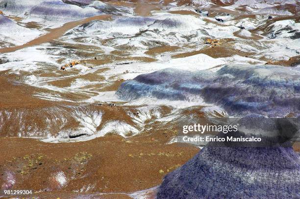 petrified forest - maniscalco stock pictures, royalty-free photos & images