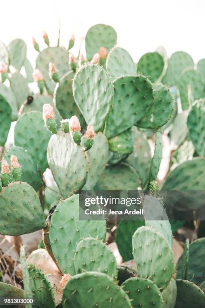 cactus with flowers - minder verzadiging stockfoto's en -beelden