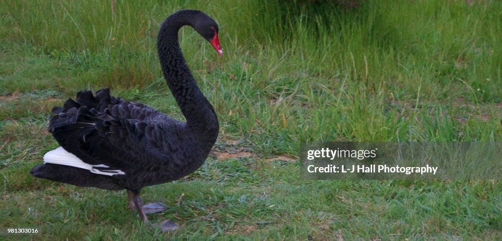 Swan