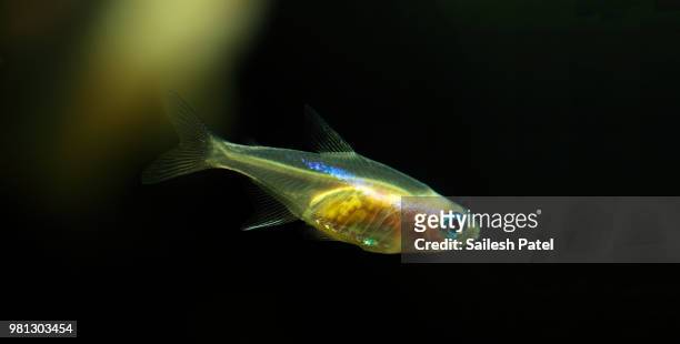 neon tetra - tetra images stock pictures, royalty-free photos & images