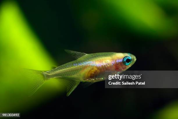 neon tetra - tetra images stock pictures, royalty-free photos & images