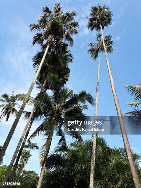 palm tree shot in low angle against blue sky - tree under blue sky stockfoto's en -beelden