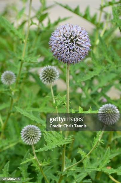 thistle plant flowers - globe thistle stock pictures, royalty-free photos & images