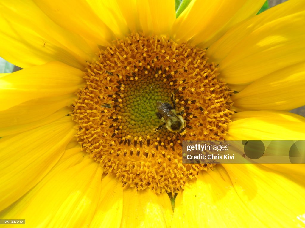 Bee sitting on sunflower