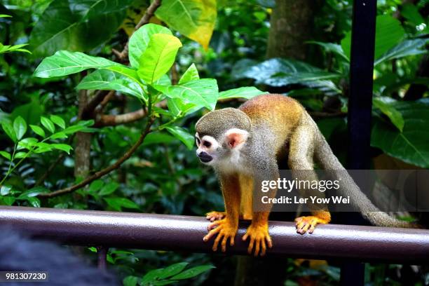squirrel monkey - ler photos et images de collection