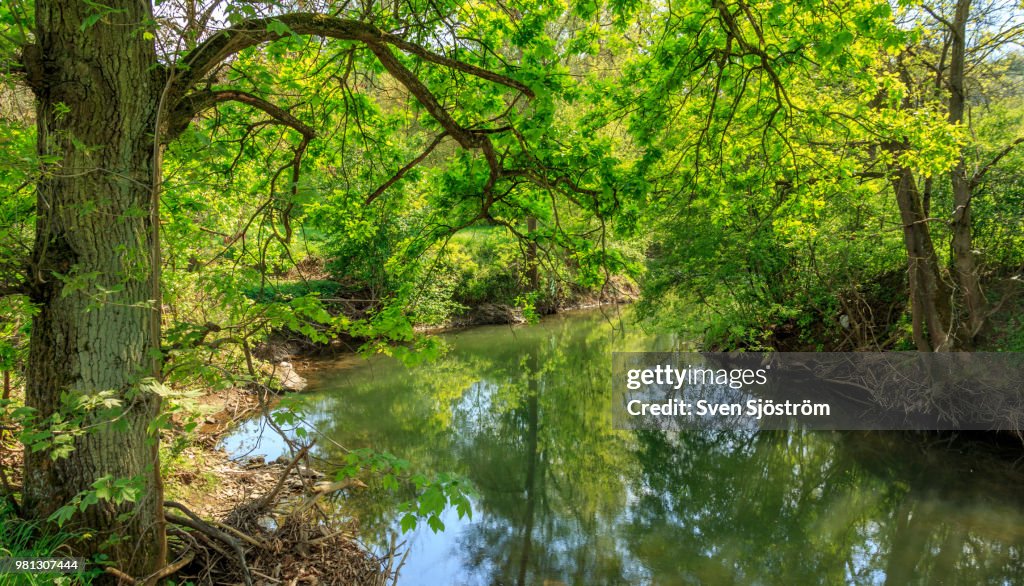 Fresh green at the river Murr