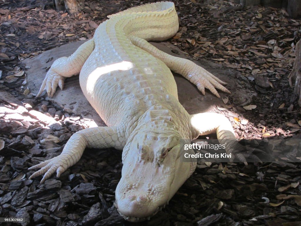 Rare Albino Alligator