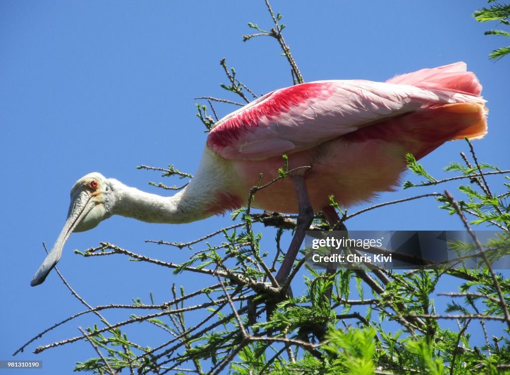 Roseate Spoonbill at Florida Rookery