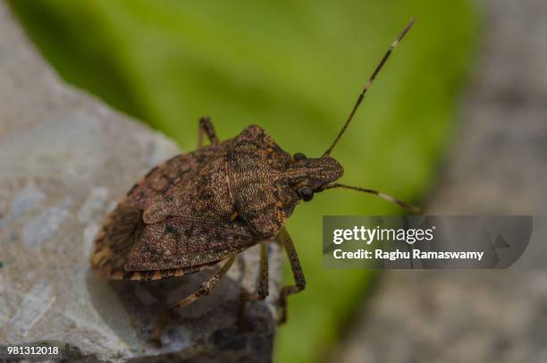 squash bug ready to fly - squash bug stock pictures, royalty-free photos & images