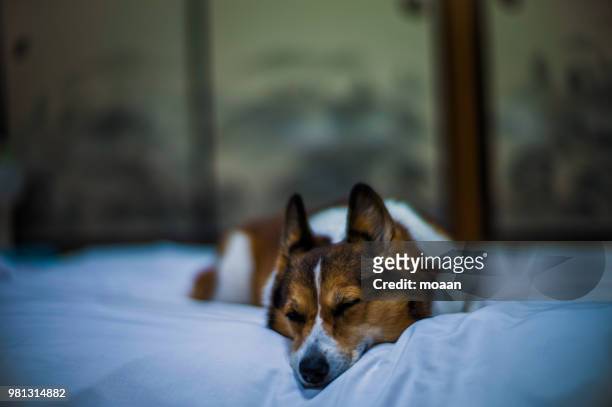 welsh corgi dog,sleeping on the futon - mutsu stock pictures, royalty-free photos & images
