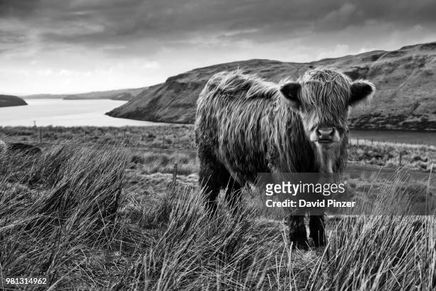highland cattle (bos taurus) standing on meadow, scotland - rivier bos stock pictures, royalty-free photos & images