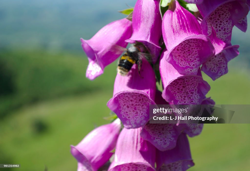 Foxgloves