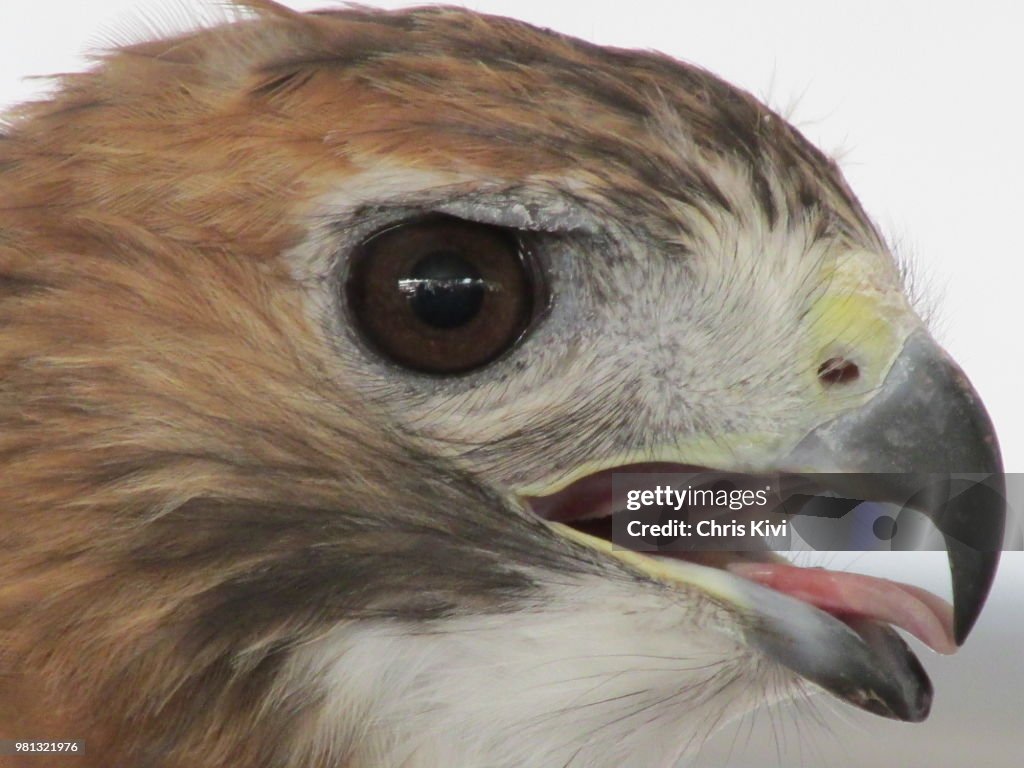 Falcon close up head shot