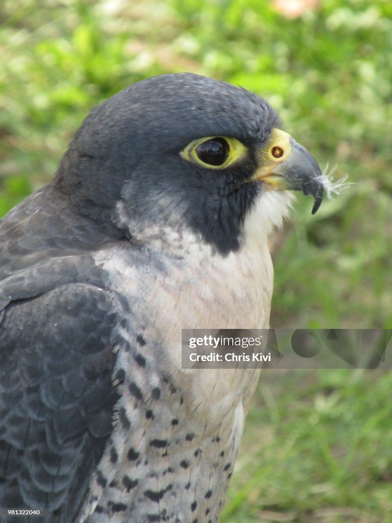 Peregrine Falcon
