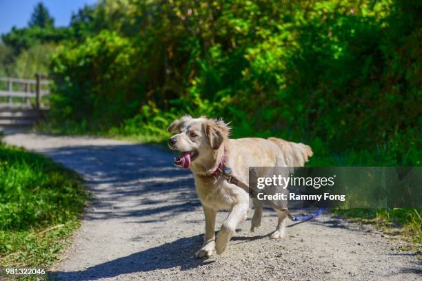 golden retriever on leash, vancouver, canada - golden-colombie-britannique photos et images de collection