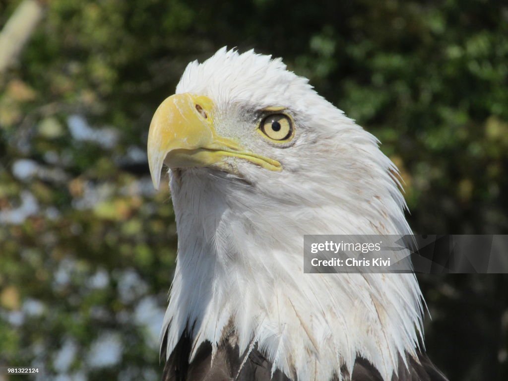American Bald Eagle