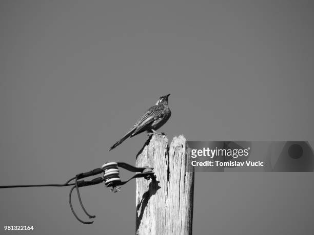 bird on a pole - vucic stock pictures, royalty-free photos & images