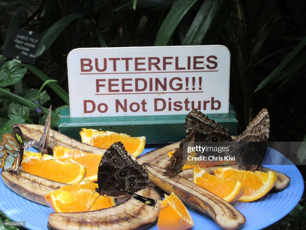 Butterflies feeding on special diet