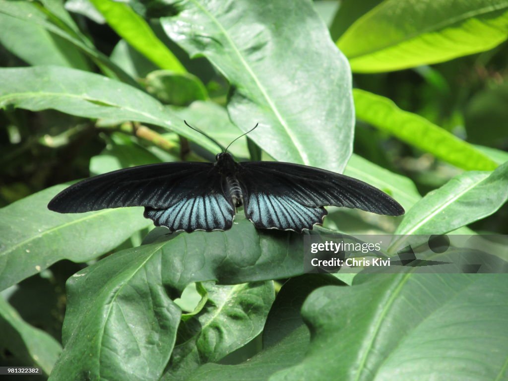 Black and Blue Butterfly