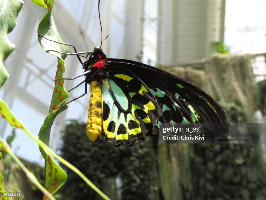 Multi colored Butterfly on plant